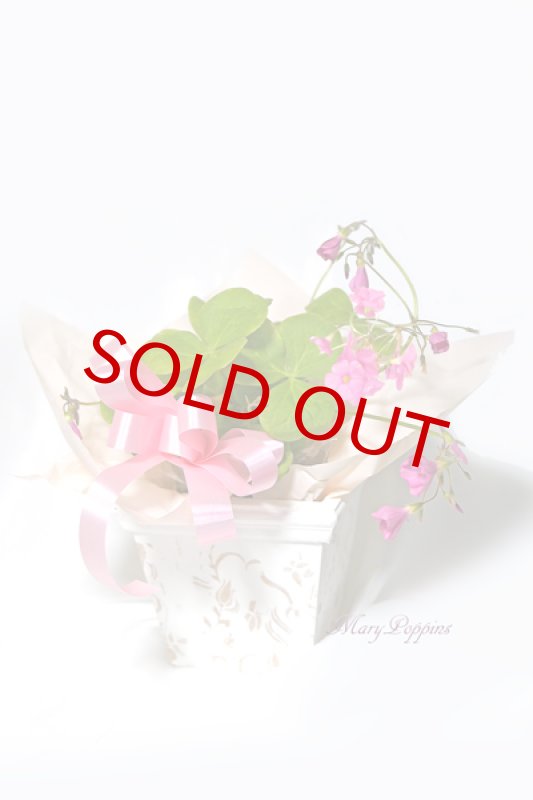 画像2: オキザリスの鉢植えギフト (2)