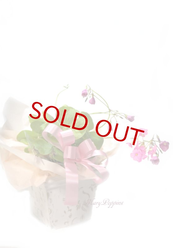 画像3: オキザリスの鉢植えギフト (3)