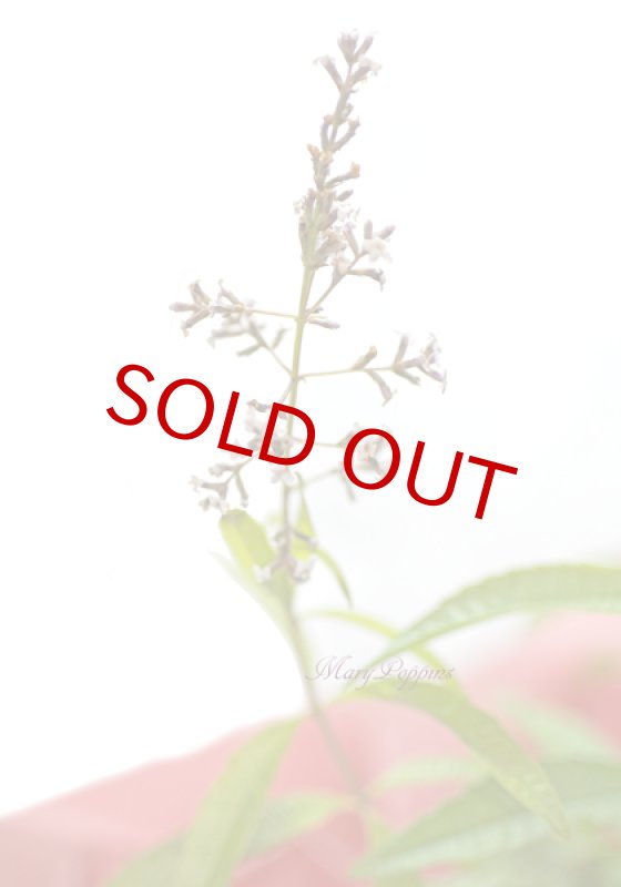 画像4: レモンバーベナの鉢植えギフト (4)