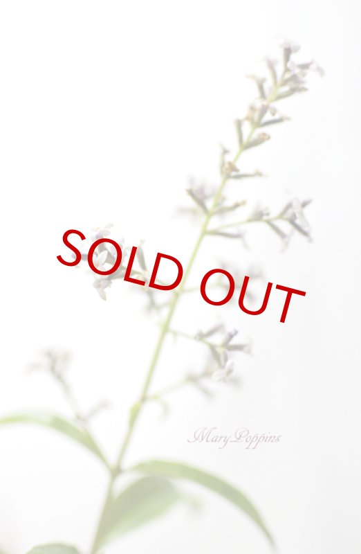 画像2: レモンバーベナの鉢植えギフト (2)