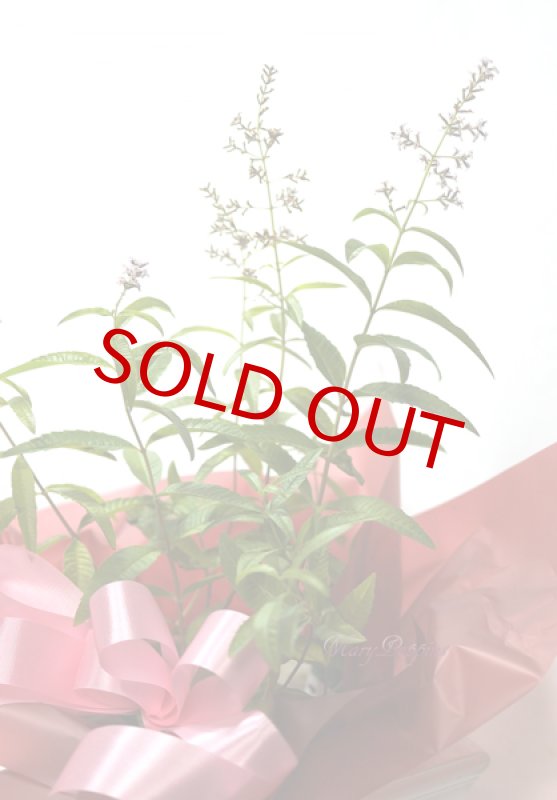 画像3: レモンバーベナの鉢植えギフト (3)