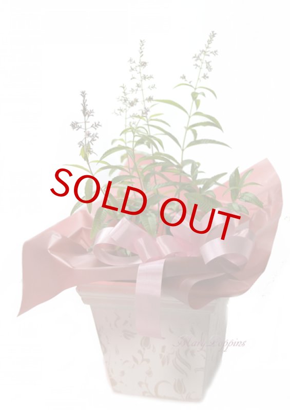 画像6: レモンバーベナの鉢植えギフト (6)