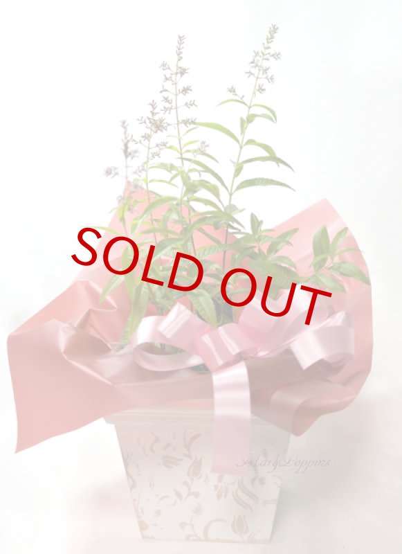 画像5: レモンバーベナの鉢植えギフト (5)