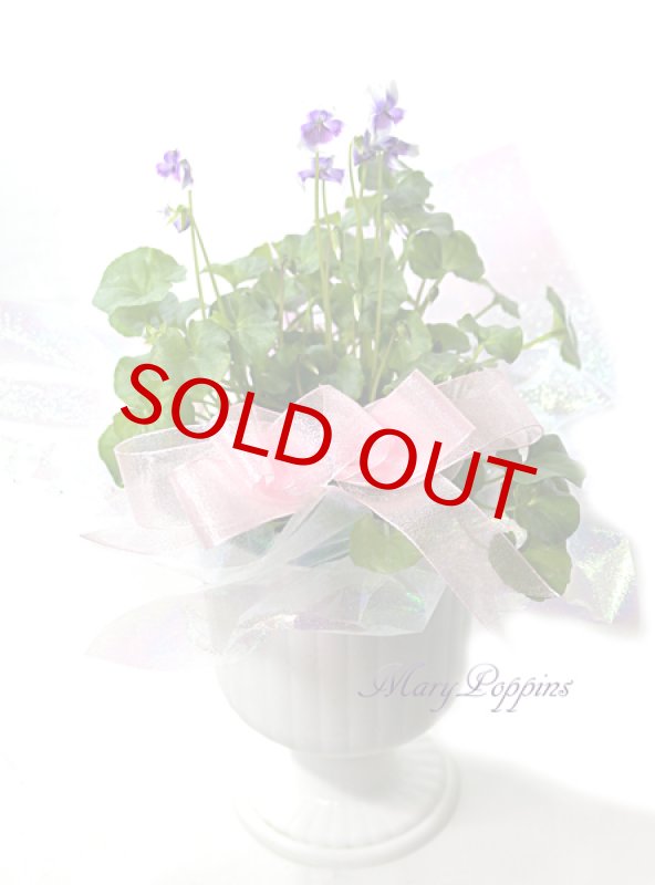 画像5: 菫（スミレ）の鉢植えギフト (5)