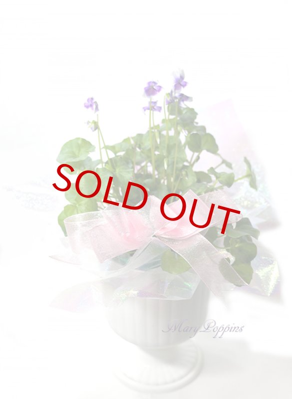 画像4: 菫（スミレ）の鉢植えギフト (4)