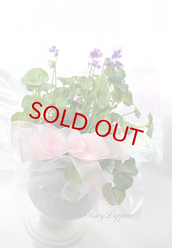 画像3: 菫（スミレ）の鉢植えギフト (3)