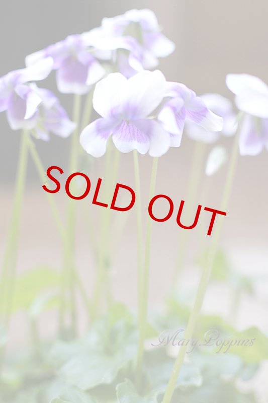 画像2: 菫（スミレ）の鉢植えギフト (2)