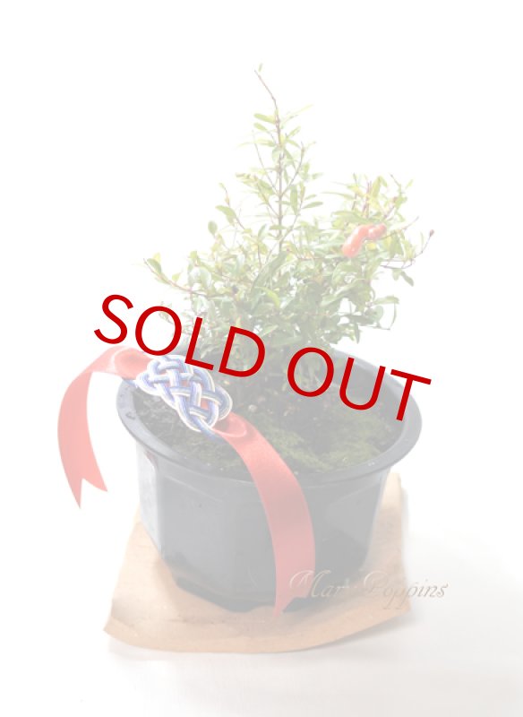 画像6: 姫柘榴の鉢植えギフト (6)