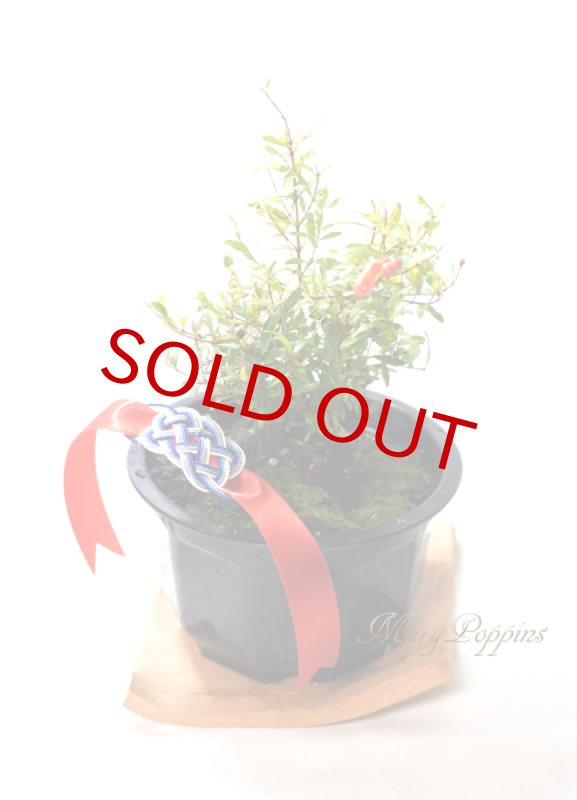 画像5: 姫柘榴の鉢植えギフト (5)