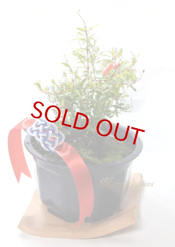 画像4: 姫柘榴の鉢植えギフト (4)