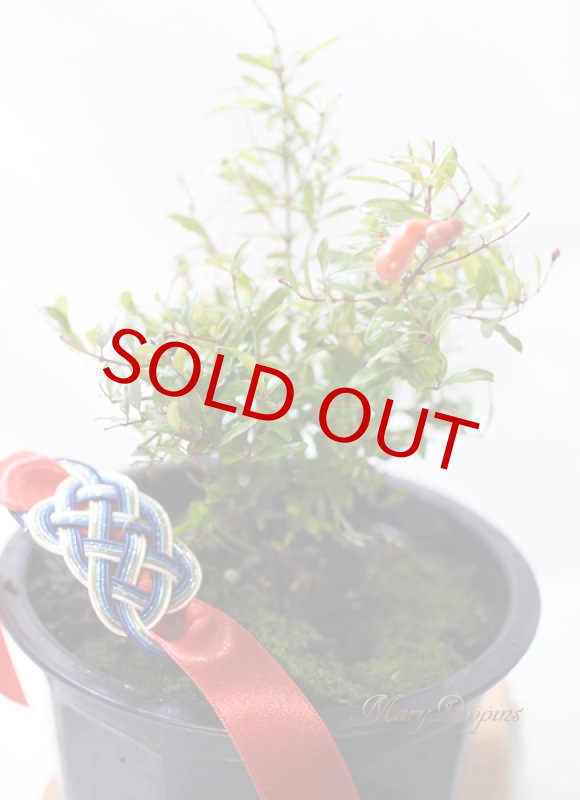 画像3: 姫柘榴の鉢植えギフト (3)