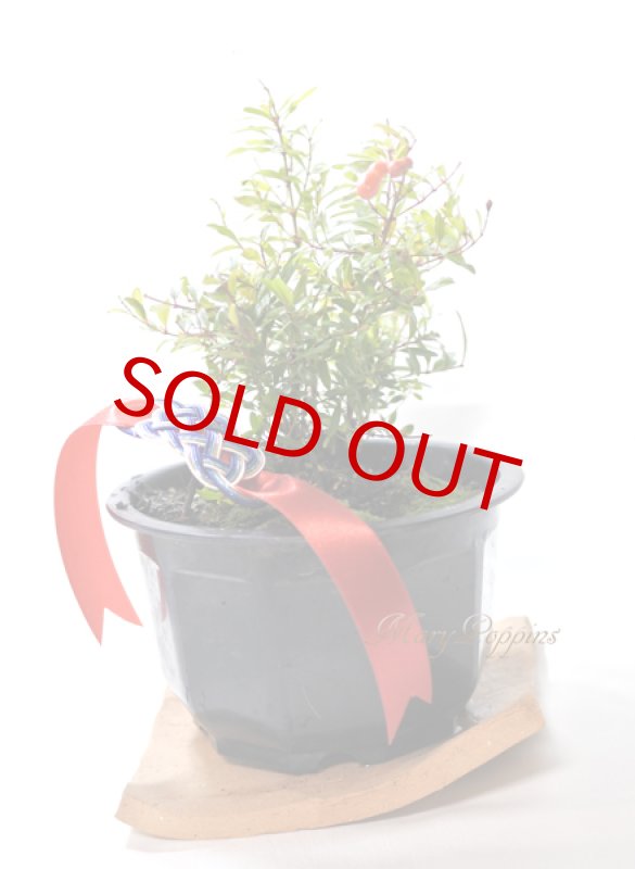 画像2: 姫柘榴の鉢植えギフト (2)