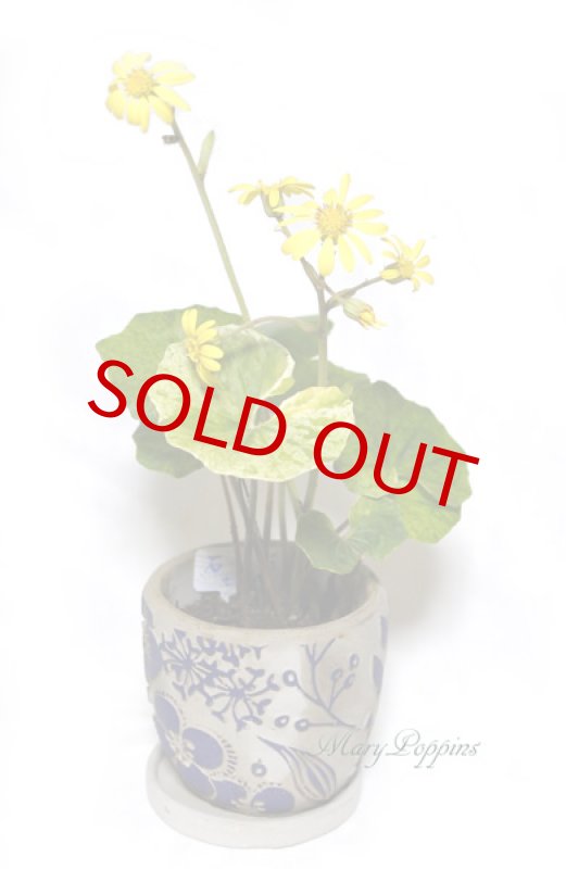 画像6: 石蕗 （ツワブキ）の鉢植えギフト (6)