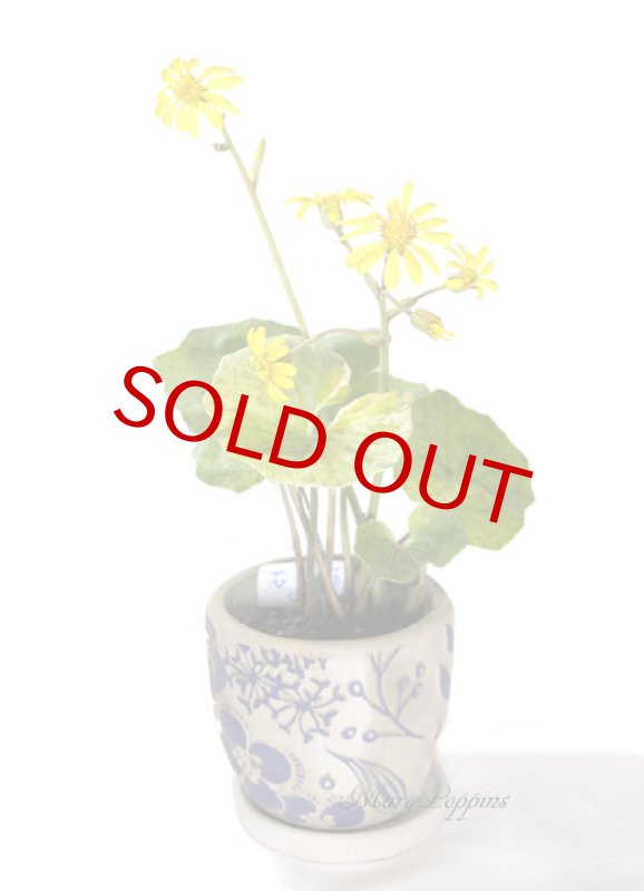 画像5: 石蕗 （ツワブキ）の鉢植えギフト (5)