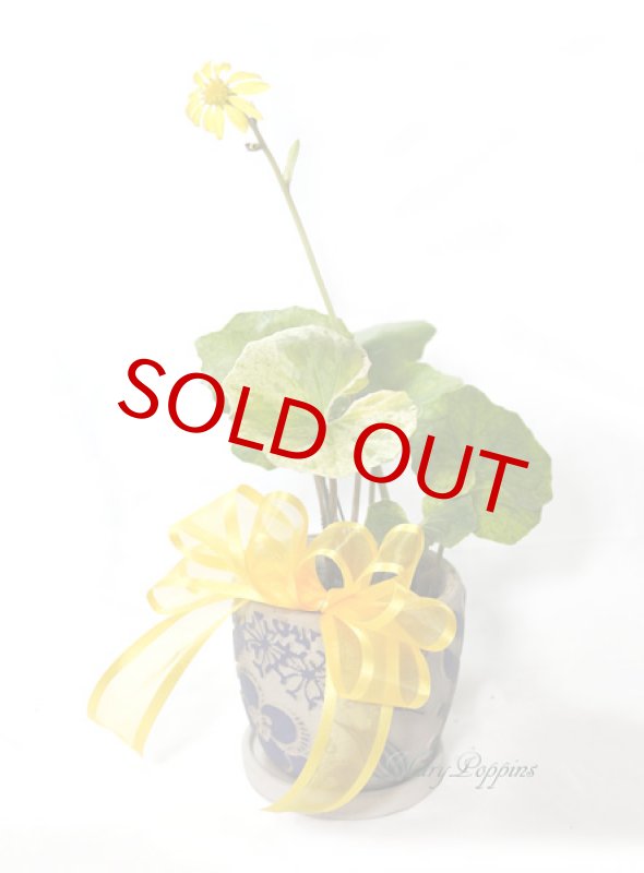 画像2: 石蕗 （ツワブキ）の鉢植えギフト (2)