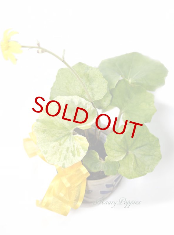 画像3: 石蕗 （ツワブキ）の鉢植えギフト (3)