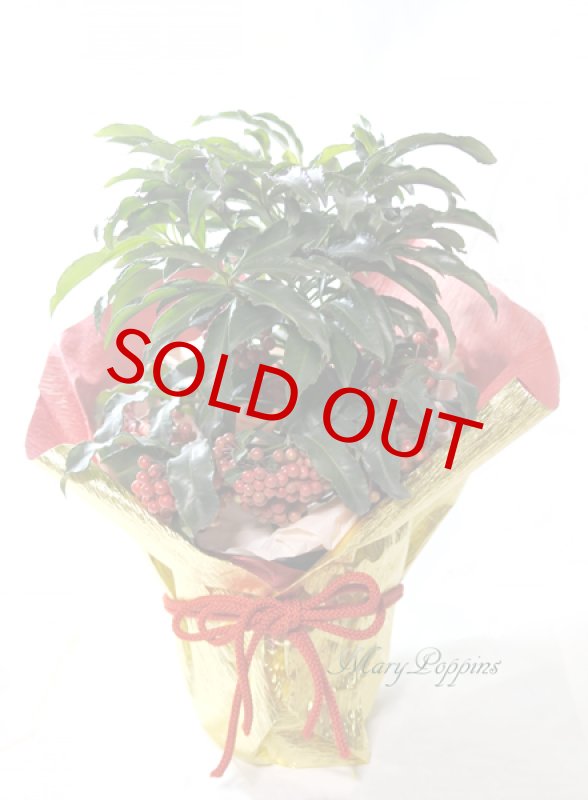 画像5: 万両の鉢植えギフト (5)