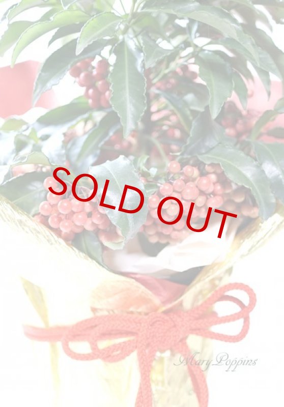 画像3: 万両の鉢植えギフト (3)