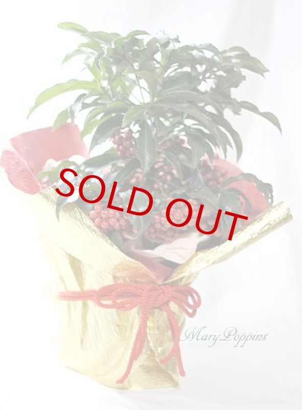 画像2: 万両の鉢植えギフト (2)