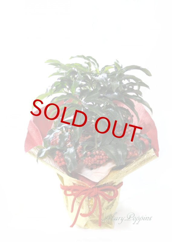 画像6: 万両の鉢植えギフト (6)