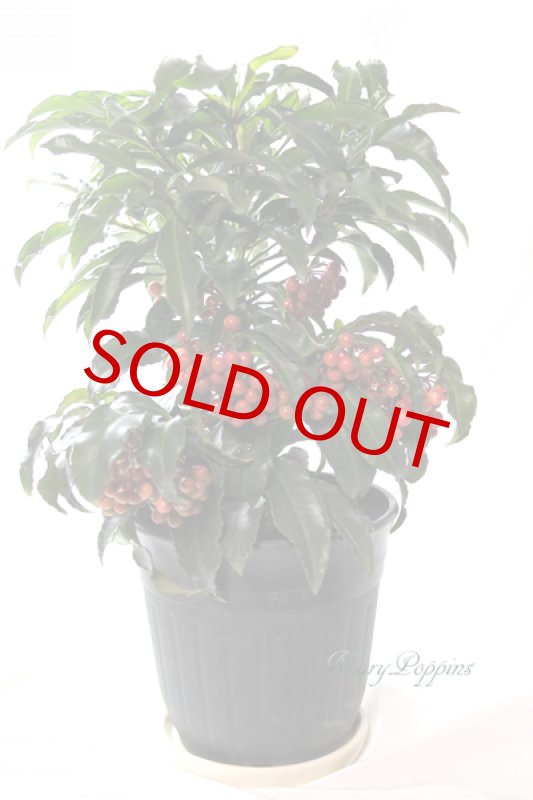 画像4: 万両の鉢植えギフト (4)