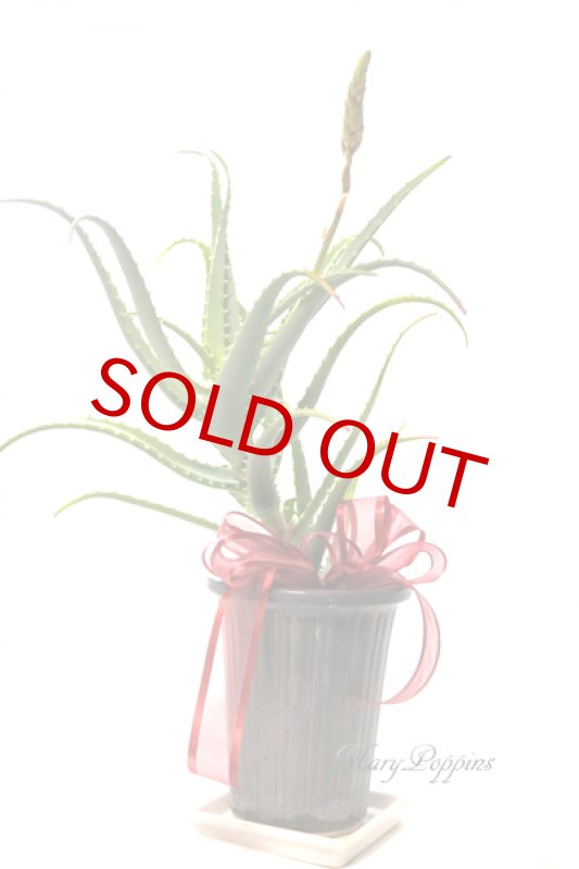 画像3: アロエの鉢植えギフト (3)