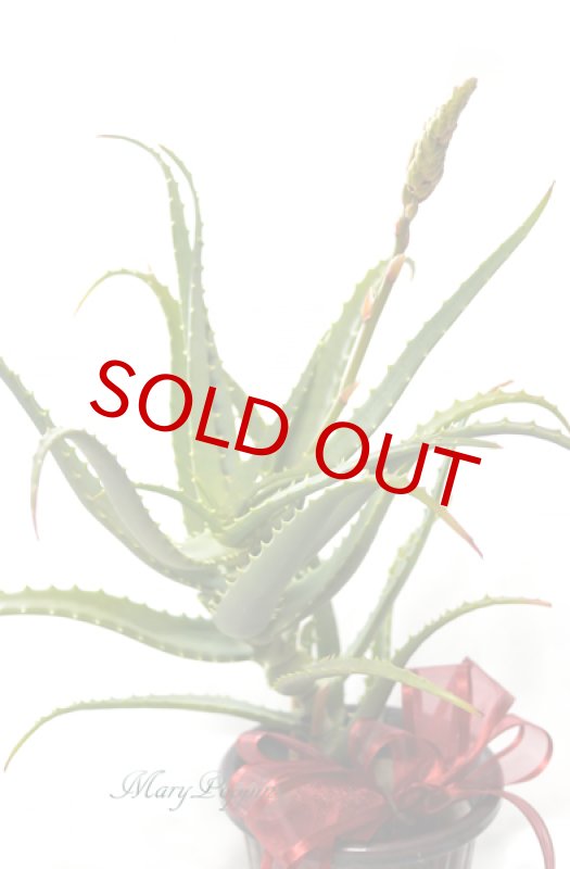 画像2: アロエの鉢植えギフト (2)