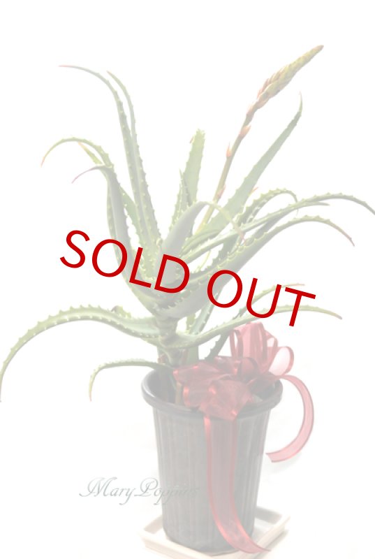 画像6: アロエの鉢植えギフト (6)