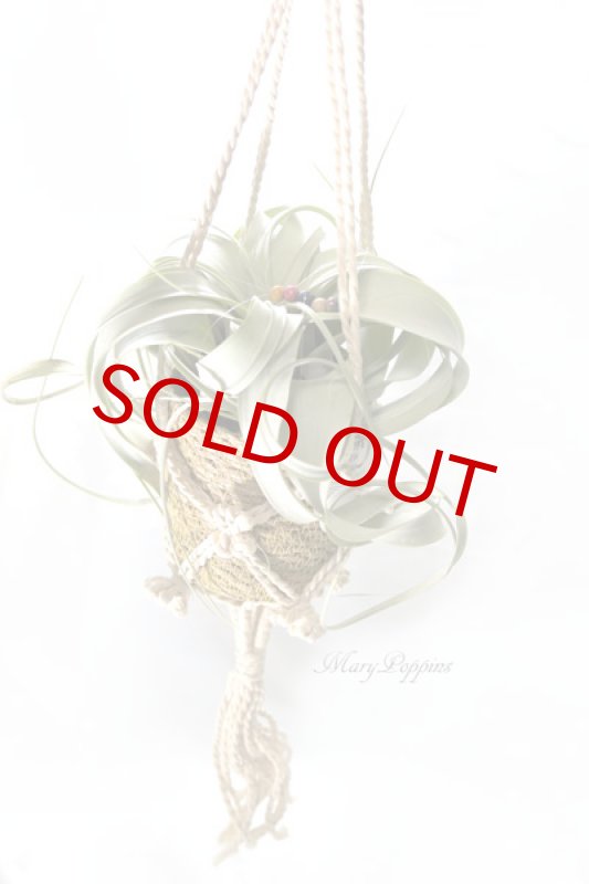 画像3: キセログラフィカとマクラメ・ハンギングポットのギフトset (3)