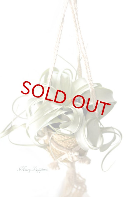 画像2: キセログラフィカとマクラメ・ハンギングポットのギフトset (2)