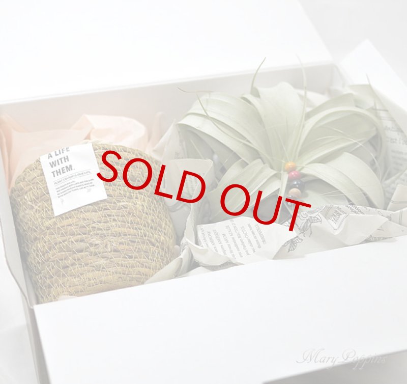 画像6: キセログラフィカとマクラメ・ハンギングポットのギフトset (6)