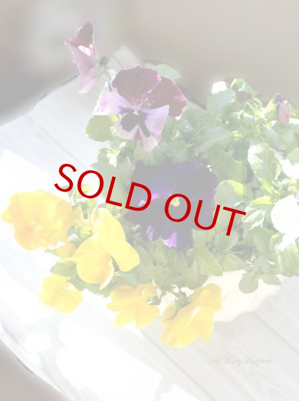 画像5: パンジーの素焼き陶器鉢ギフト (5)