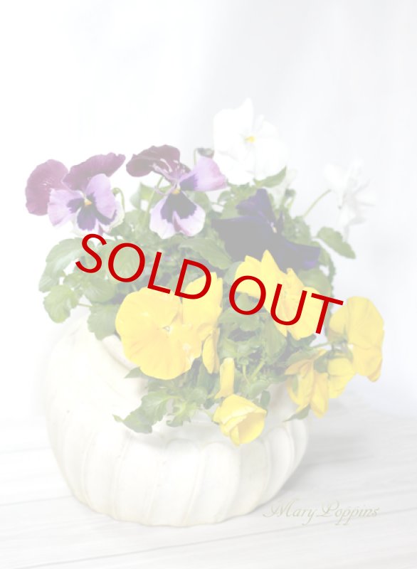 画像3: パンジーの素焼き陶器鉢ギフト (3)