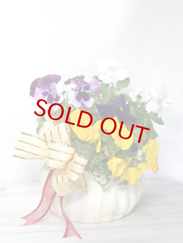 画像6: パンジーの素焼き陶器鉢ギフト (6)