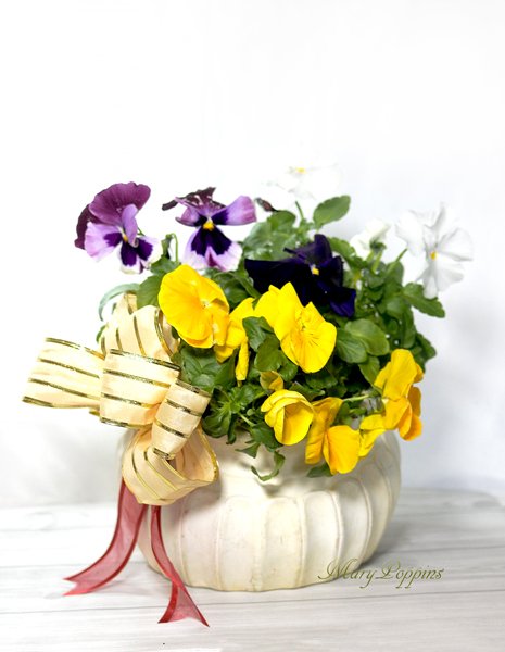 パンジーの壺植えギフト|フラワーギフトMaryPoppins