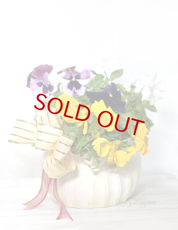 画像2: パンジーの素焼き陶器鉢ギフト (2)