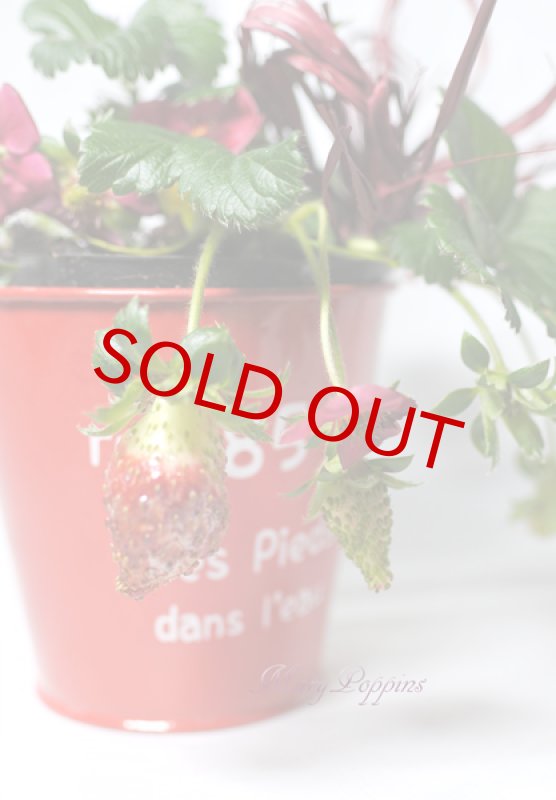 画像2: ガーデンストロベリーの鉢植えギフト (2)