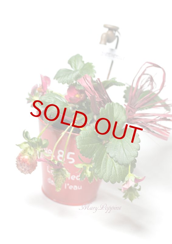 画像4: ガーデンストロベリーの鉢植えギフト (4)