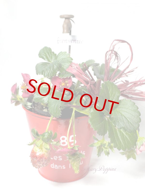 画像6: ガーデンストロベリーの鉢植えギフト (6)