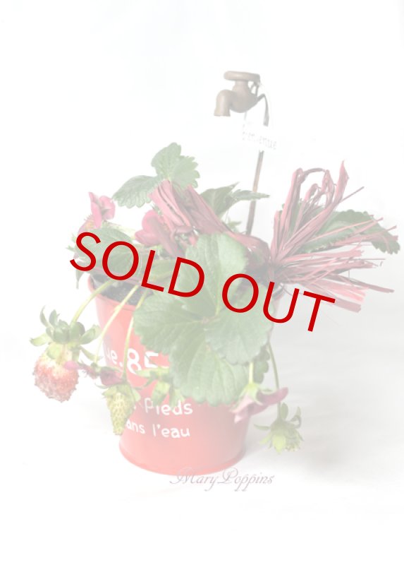 画像3: ガーデンストロベリーの鉢植えギフト (3)