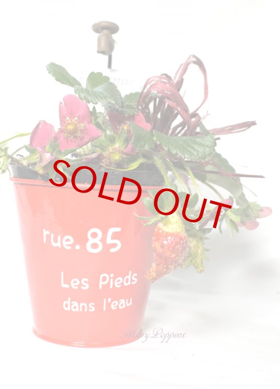 画像5: ガーデンストロベリーの鉢植えギフト (5)