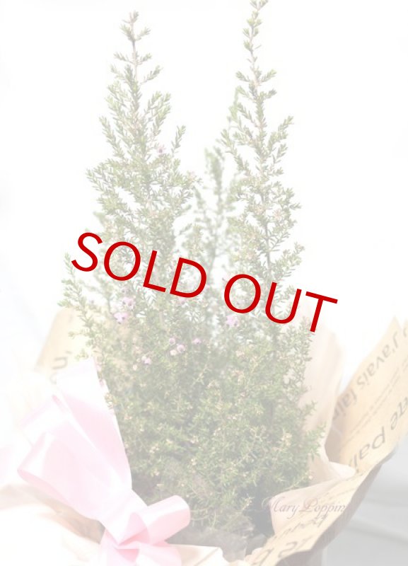 画像4: エリカの鉢植えギフト (4)