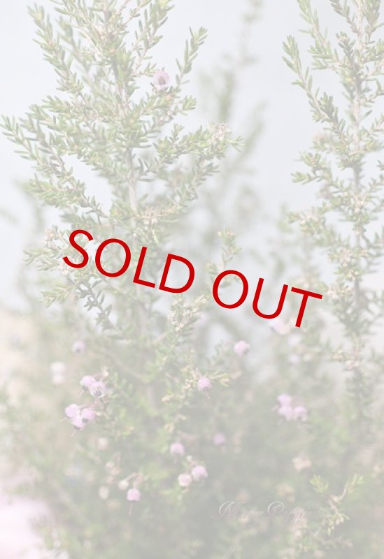 画像3: エリカの鉢植えギフト (3)