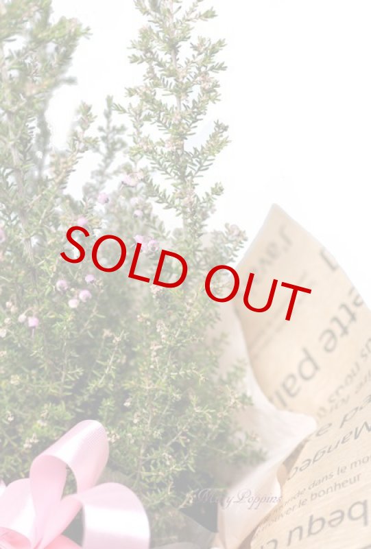 画像2: エリカの鉢植えギフト (2)