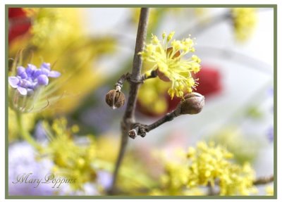 画像2: 山茱萸（サンシュユ）のアレンジメント・春黄金花
