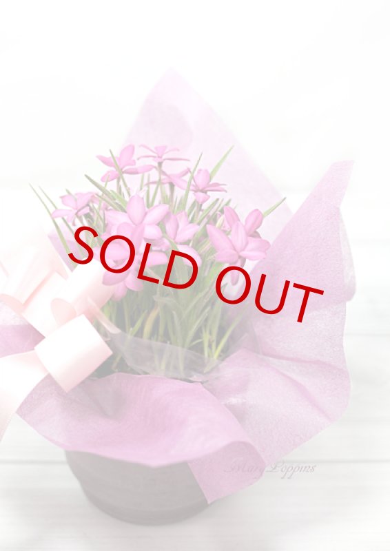 画像4: アッツ桜の鉢植えギフト (4)