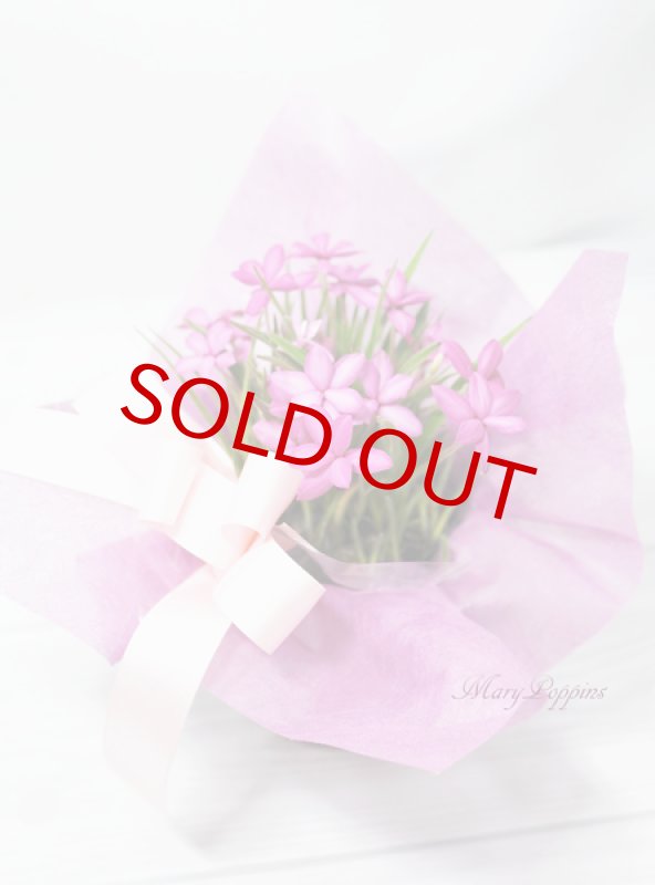 画像3: アッツ桜の鉢植えギフト (3)