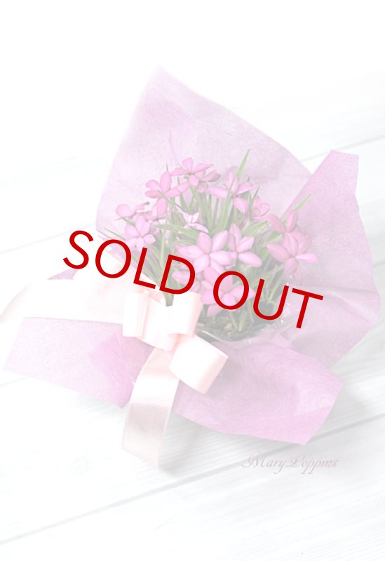 画像6: アッツ桜の鉢植えギフト (6)