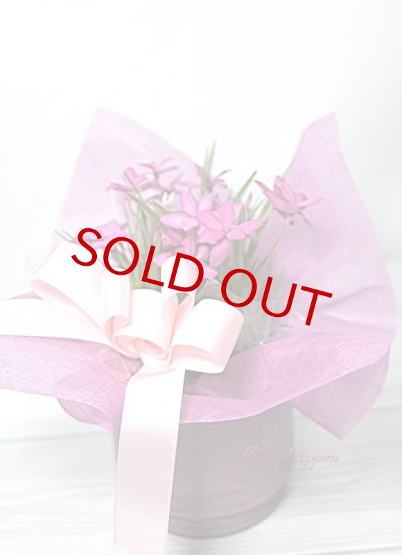 画像2: アッツ桜の鉢植えギフト (2)