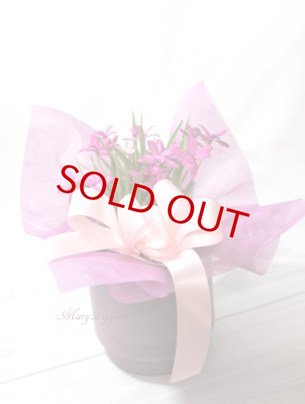 画像5: アッツ桜の鉢植えギフト (5)